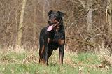 BEAUCERON 1000